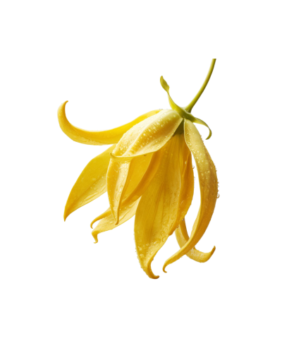 מדוע חמאת שיאה מעולה לטיפוח הגוף והעור – המדריך המלא של AfterShower