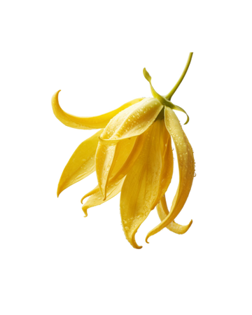 מדוע חמאת שיאה מעולה לטיפוח הגוף והעור – המדריך המלא של AfterShower