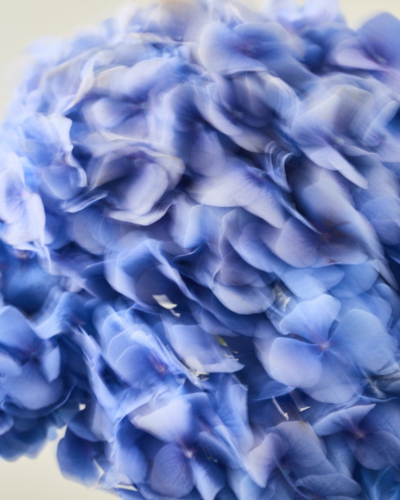 PURE SILK
