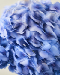 PURE SILK