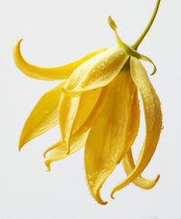 SUNNY LINEN